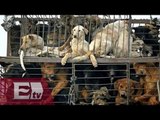 Crueldad contra perros en festival de la carne en China / Kimberly Armengol