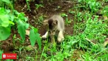 The Best Attacks Of Wild Animals Cat Vs Snake Fight to the Death