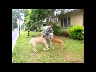 Soldier Reunited With His Two Dogs