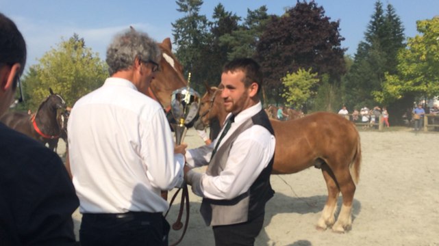 Concours départemental d'élevage du cheval breton
