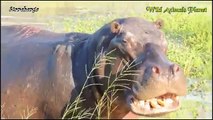 Amazing Hippo Attacks!!! Hippo vs Lion, Zebra, Wild Dogs, Buffalo, Crocodile, Car, Boat