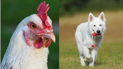 The best funny video dog and hen fight Facebook and Instagram video file 2017 new