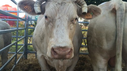 Un tour au comice agricole cantonal 2017