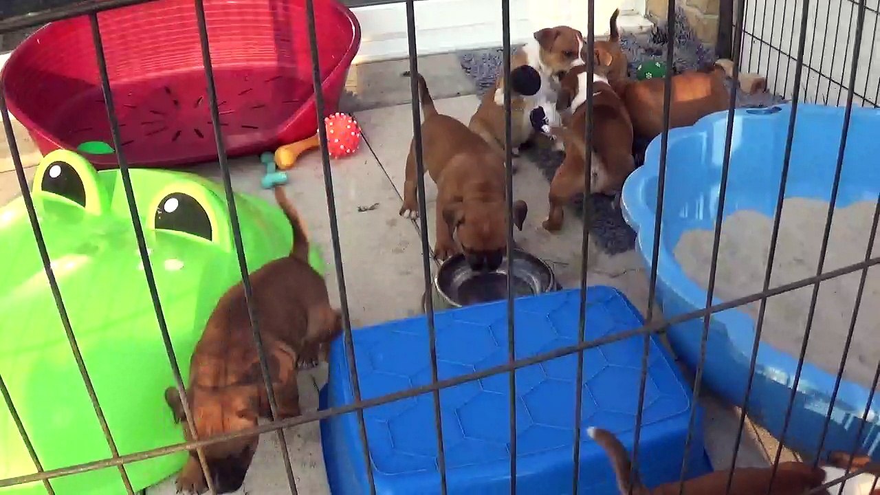 78ème Vidéo NUEVE DIEZ de STAFFORDLAND