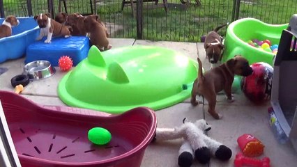 80ème Vidéo Allez ! On rentre les petits pétards de STAFFORDLAND