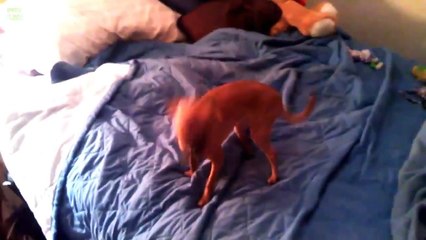 おもしろ犬／イタズラがご主人にバレた犬の反応と表情がかわいくて面白い！ vol.1