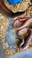 Avez-vous déjà assisté à la naissance de bébés serpents? Magnifique
