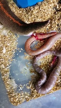 Avez-vous déjà assisté à la naissance de bébés serpents? Magnifique