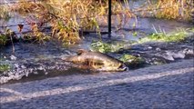 Ces saumons traversent une route en pleine inondation aux USA