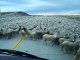 Un automobiliste argentin tombe sur un troupeau de moutons gigantesque... Incroyable
