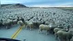 Un automobiliste argentin tombe sur un troupeau de moutons gigantesque... Incroyable