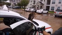 Un aigle se réfugie dans un taxi pendant l'ouragan Harvey et regardez ce qui se passe ensuite...