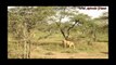 The Best Attacks Of Wild Animals 2017 Real Fight of Zebra and Lion, Crocodile