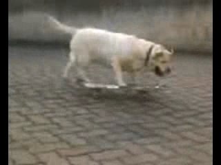 mon chien sur son skate