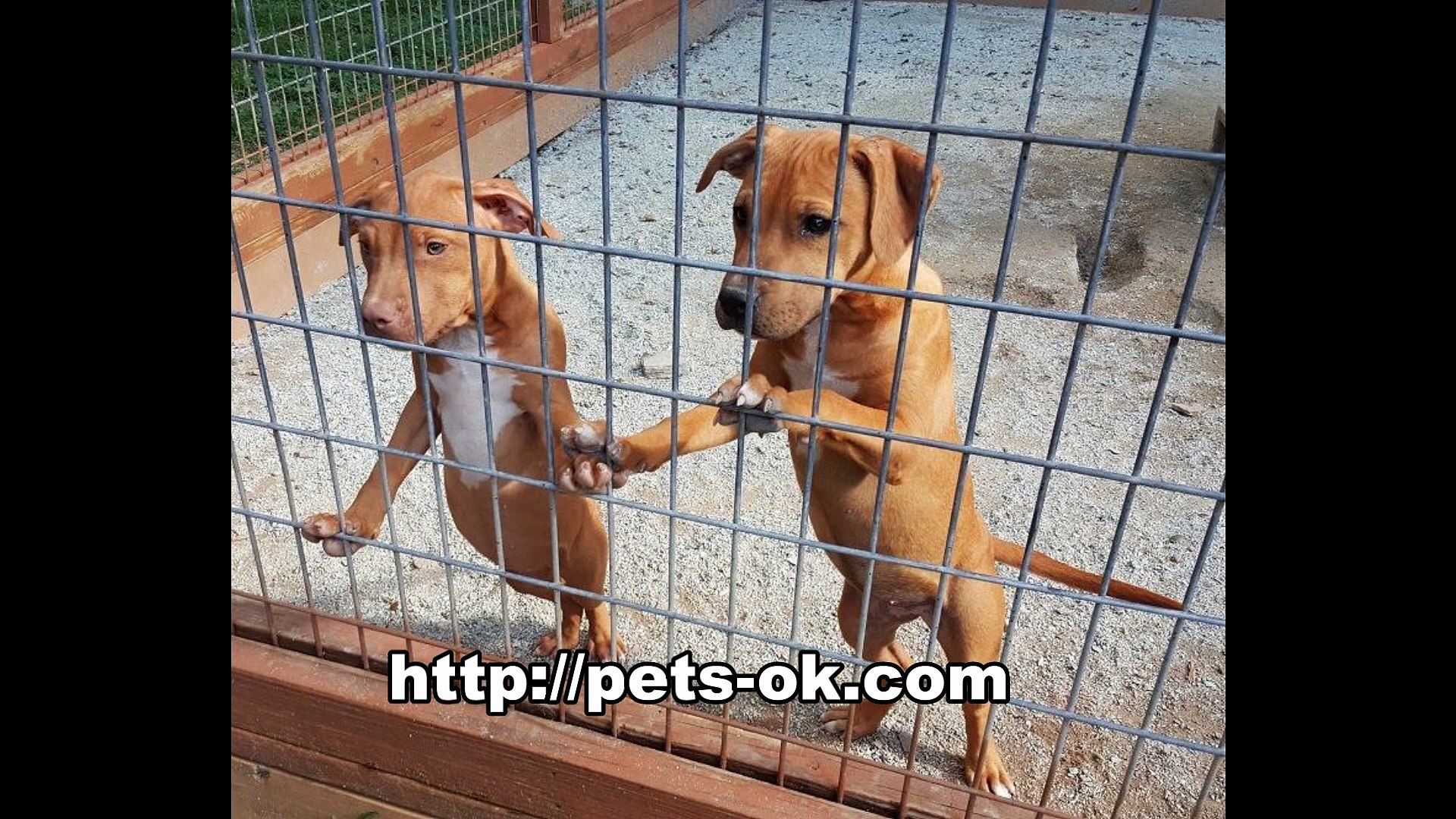Tom Garner Kennels Video Dailymotion