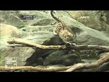 2 Ekor Macan Tutul Salju Dikenalkan Kepada Pengunjung Kebun Binatang Bronx Amerika -NET24