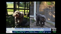 Family Says Their Dog Was Mutilated, Stabbed in Their Backyard