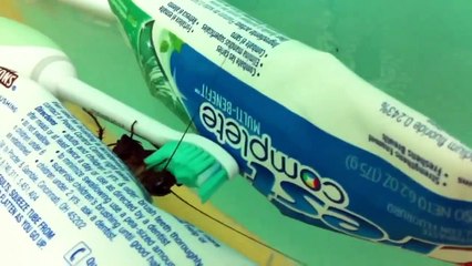 Bàn chải đánh răng là nơi có rất nhiều vi khuẩn