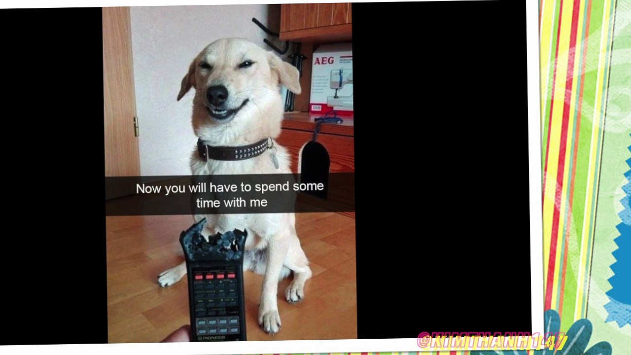 Funny Dogs 1