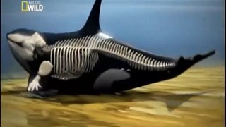 Orcas os predadores mais temidos dos oceanos