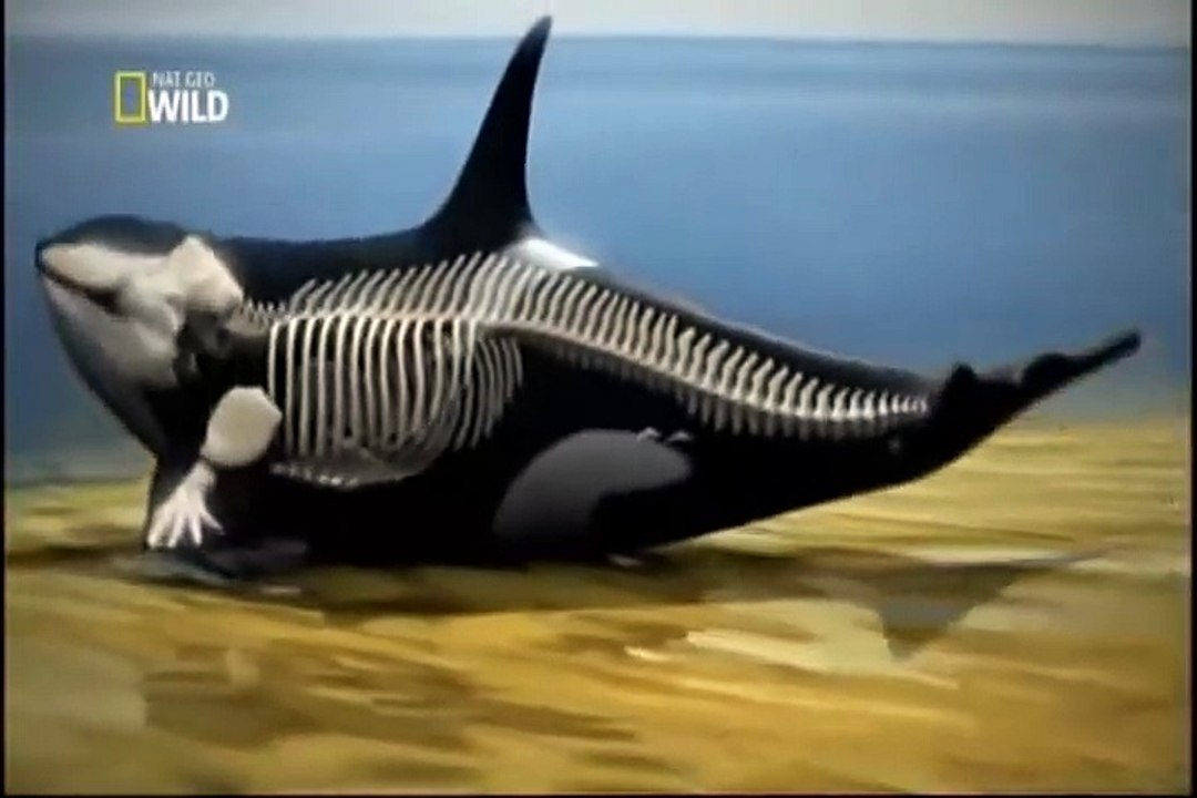 Orcas os predadores mais temidos dos oceanos