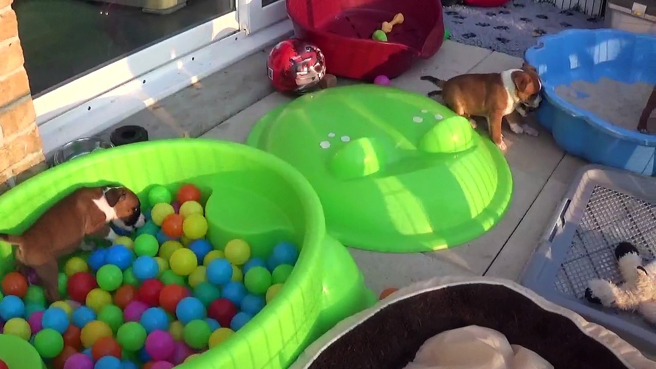 82ème Vidéo Les petits pétards de STAFFORDLAND