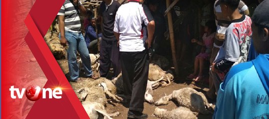 Petugas Menyelidiki Kematian Domba yang Misterius