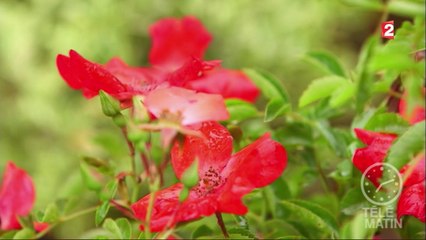 Jardin - Quel talent, quel talus !