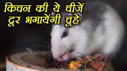 Rats: Natural Ways To Get rid of | चूहे दूर भगायेंगी किचन की ये चीज़ें | Boldsky