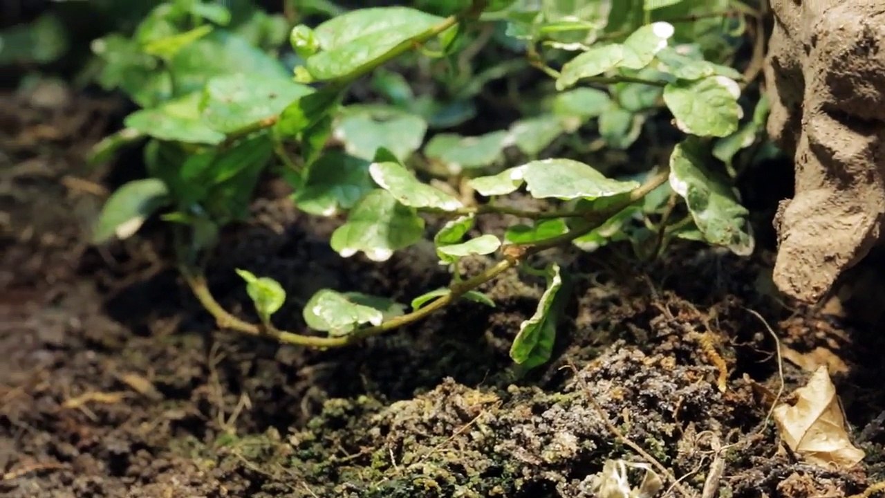 ANTS vs. SNAKE