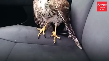 Harvey Kasırgası'ndan kaçan şahin taksiye bindi