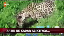 Acıkan Leoparın Timsahı Avladığı Anların Görüntüleri...!