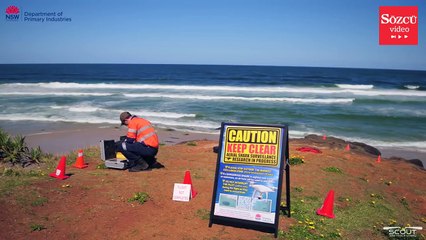 Köpek balıkları drone ile görüntülendi