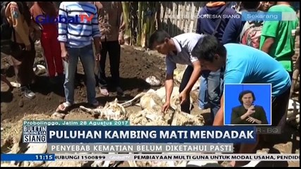 Puluhan Kambing Mati Mendadak