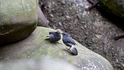 baby Magpie Robin cute birds