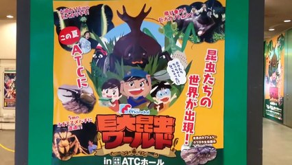 カブトムシ、クワガタおもちゃの動画