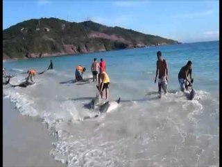 TG 19.08.13 A Molfetta una nursery per delfini