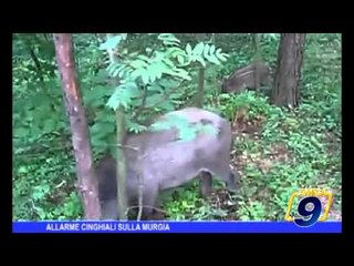 Allarme cinghiali sulla Murgia