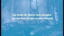 Réchauffement climatique : les forêts de Sibérie sont ravagées par des feux de plus en plus violents