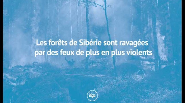 Réchauffement climatique : les forêts de Sibérie sont ravagées par des feux de plus en plus violents
