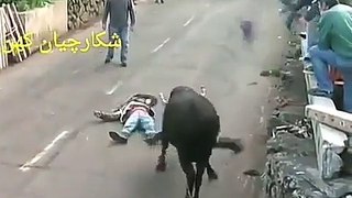 Never try to mess with bull