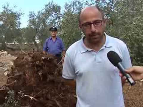 TG 28.08.13 TROMBA D'ARIA A BITONTO, OLIVICOLTORI IN GINOCCHIO