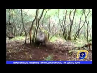 Bracconaggio, rinvenute trappole per cinghiali tra Corato-Ruvo