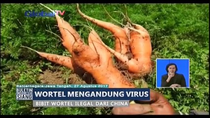 Waspada Wortel Mengandung Virus