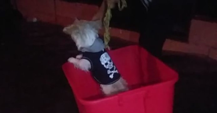 Tiny Dog Braves Texas Floods in Makeshift Boat