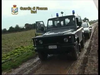 Download Video: TG 26.09.12 Maxi truffa all'Inps, scoperti 618 falsi braccianti agricoli