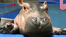 Internet star Fiona the baby hippo getting Facebook video series