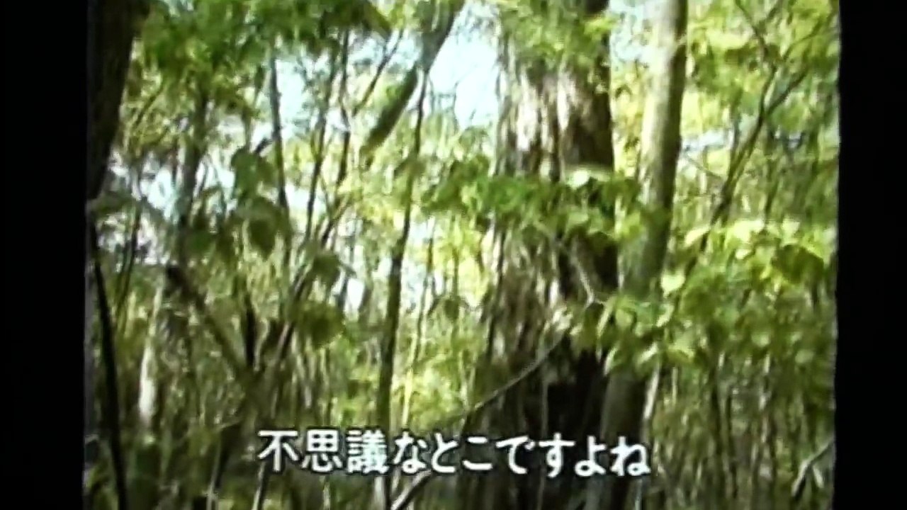 実録・青木ヶ原樹海