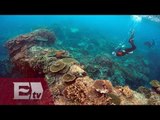 Corales de la Gran Barrera Australiana mueren por blanqueamiento/ Paola Virrueta
