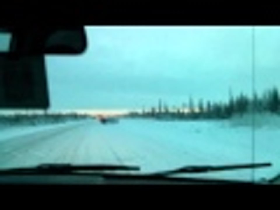 Un troupeau de bisons sauvé des loups!!